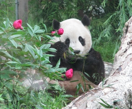 little panda for leo19 - flowers, panda, little, bamboo, sitting