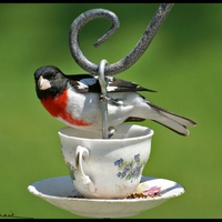 bird tea time