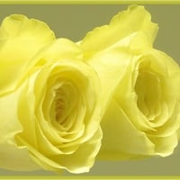 yellow roses