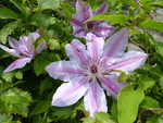 Clematis in my garden