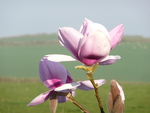 Magnolia in my late Mother's garden