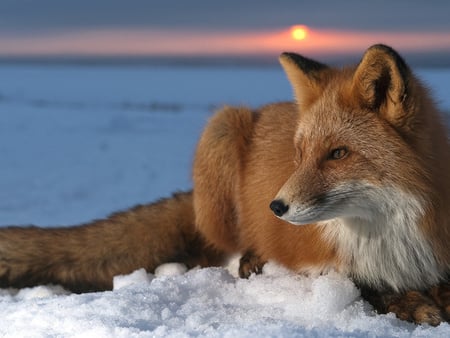 Fox - winter, fox, ears, eyes, snow, dog, sun, animals