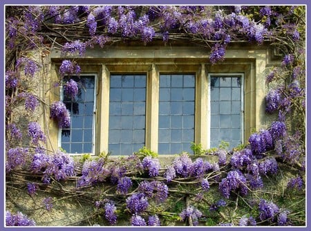 wisteria window - flowers, house, glicinia, window, wisteria, spring