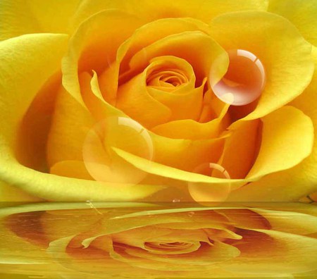 Yellow Rose for you ....