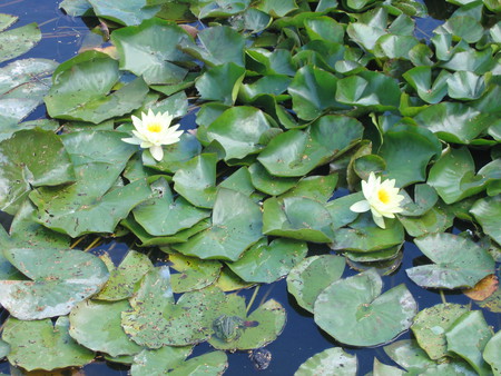 Waterlily - nature, usma, waterlily, flowers, latvia