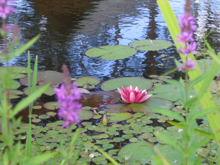 Waterlily - flowers, nature, usma, latvia, waterlily