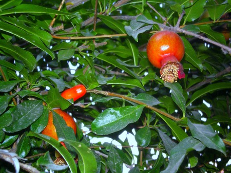 Pomegranate flowers and fruits - nature, flowers, flowers and fruits, pomegranate