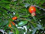 Pomegranate flowers and fruits