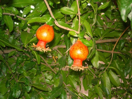 Pomegranate - flowers, pomegranate, nature, fruits