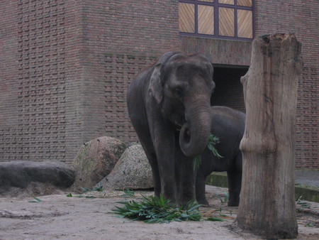 Elephants - animals, zoo, berlin, elephants