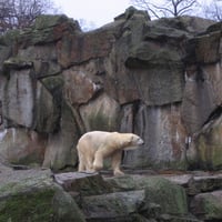 Polar bear Knut