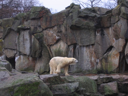 Polar bear Knut - berlin, bears, animals, knut