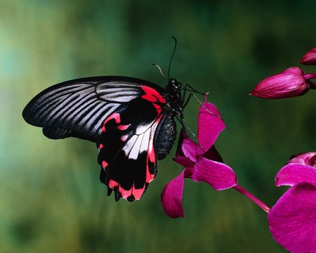 LITTLE MISS PRETTY - red, flower, butterfly, pink, black