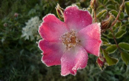 Wild Rose - nature, flowers, rose, wild