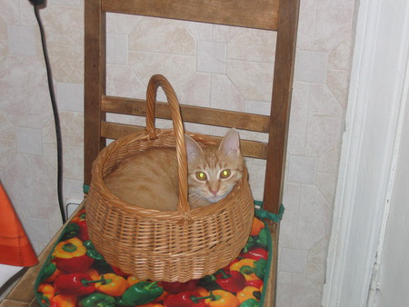 Sarah - cats, basket, sarah, animals