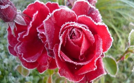 Red Rose - nature, red, flowers, rose, dew