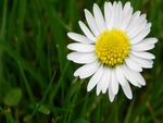 White Daisy