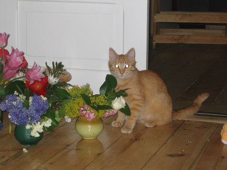 Flower Cat - flowers, cats, sarah, animals