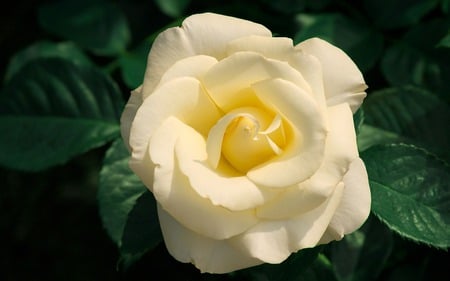 White Rose - white, nature, petals, green, flowers, rose