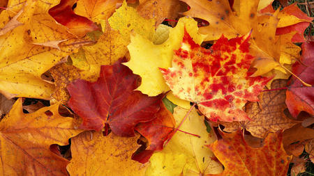 Autumn Leaves - autumn, rust, wallpaper, nature, brown, yellow, red, leaves, new