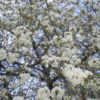 Spring in Bulgaria