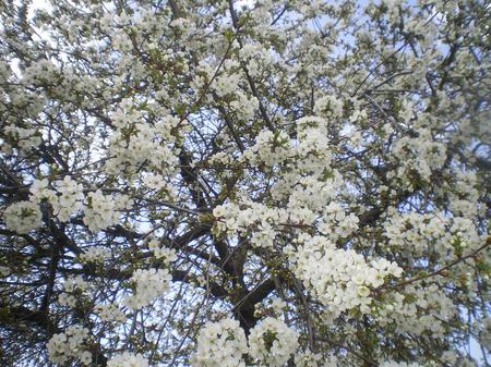 Spring in Bulgaria - nature, nice, hot, bulgaria, spring