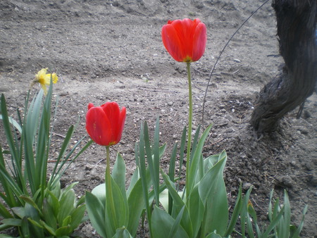 tulips in Bulgaria - tulips, nice, flowers, nature, bulgaria