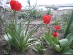 tulips in Bulgaria