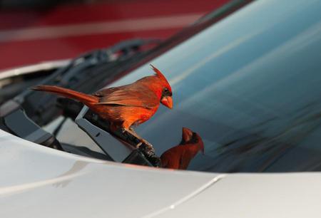 cardinal - reflection, cardinal, bird, mirror