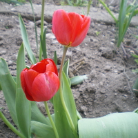 tulips in Bulgaria