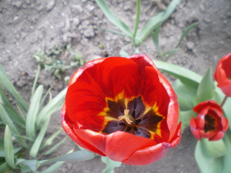 tulips in Bulgaria - nature, picture, love, tulips, bulgaria