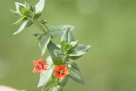 little red flower - red, flower, nature, green