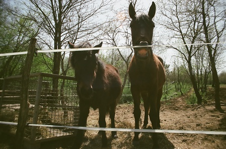 just smile - horses, smile, trees, 2