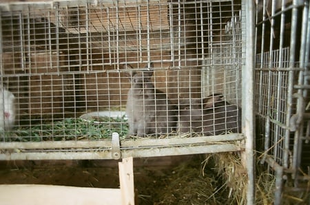 the look - rabbit, cage, 2, look