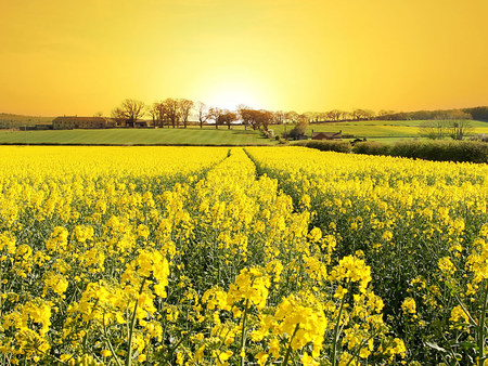 field of sunshine - beauty, field, photography, yellow, nature, sun, sunshine