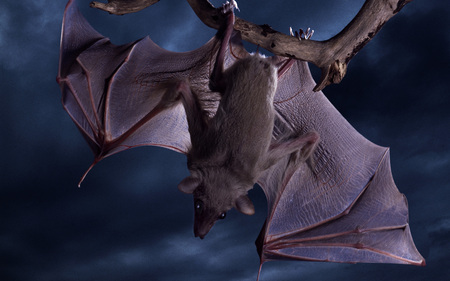 gone batty - bat, furry, brown, dark, nocturnal, scary, fly, wings, halloween, cute, creepy