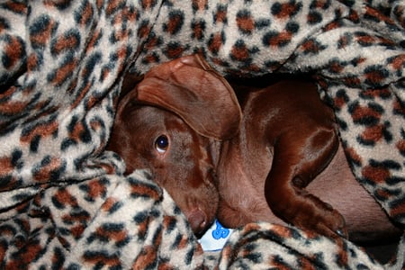 Tootsie - pet, tootsie, weiner, dog, puppy, dachshund, weiner dog