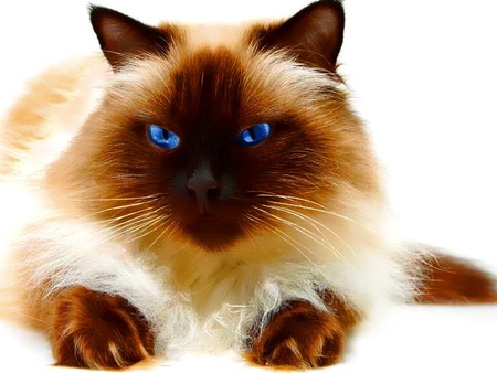 Here kitty - love, pretty, cat, blue, photo