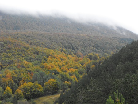 učka - trees, nature, fog, mountain