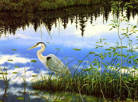 Peaceful Reflections - bird, egret, trees, pine trees, grasses, water, pond, lily pads