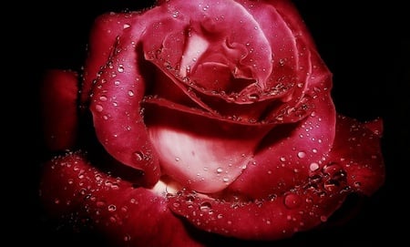 Beautiful rose - beautiful rose, red rose, water drops, rose, beauty, flower