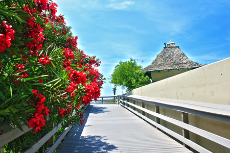 Deck Flowers - beach, pretty, blue, day, wall, tree, flowers, deck