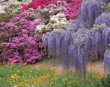 spring garden - flowers, glicinia, garden, wisteria, spring, colourful