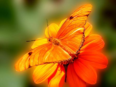 Butterfly - butterfly, flowers, animal, light