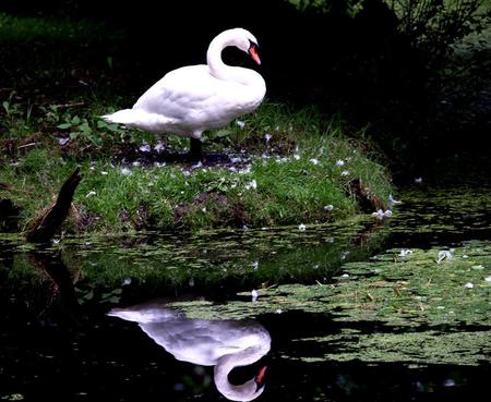 Swan - swan, animal, bird, water, reflection