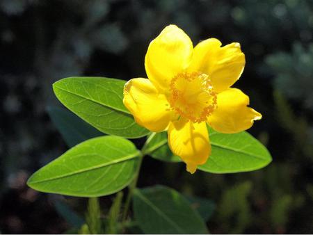 Flower - flower, petals, leaves, yellow, nature