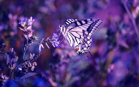 Butterfly - animal, purple, butterfly, flowers