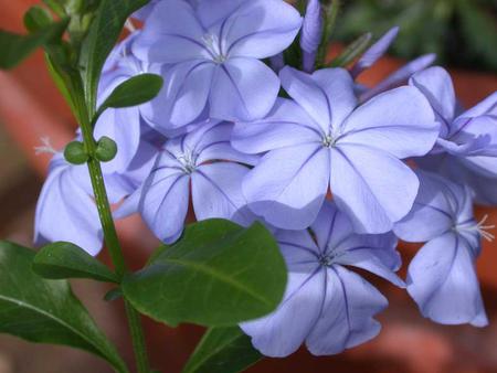 Flower - leaves, nature, flower, petals