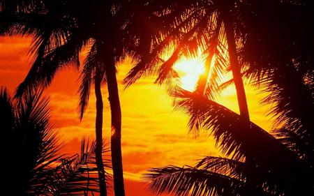 Sunset - palms, sunset, nature, sky