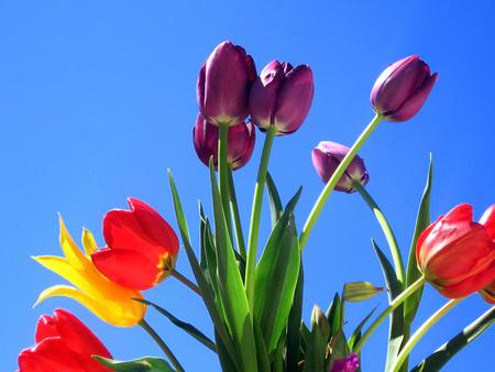 Tulips - flowers, sky, nature, tulips